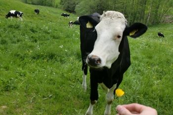 Neugierige Kuh auf der Weide nebenan